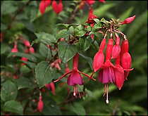 Bellflowers free jigsaw puzzle with one of the new shapes of version 4