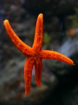 Starfish puzzle