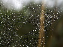 Classic jigsaw puzzle of a spider web with drops of dew